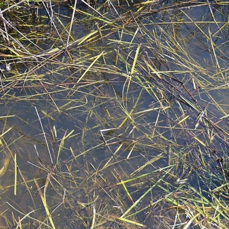 Producto weathering, Still water. Bote de 250 ml. Marca AK Interactive. Ref: AK8008.