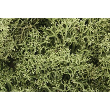 Liquen natural, musgo verde primavera, Ref: L161