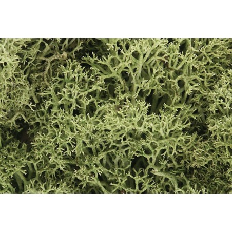 Liquen natural, musgo verde primavera, Ref: L161