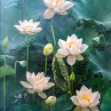 White Lotus, 1000 pz. Marca Cherry Pazzi. Ref: 30158.
