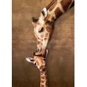 Puzzle Giraffe Mother's Kiss, 500 pz. Marca Eurographics. Ref: 6500-0301.