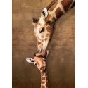 Puzzle Giraffe Mother's Kiss, 500 pz. Marca Eurographics. Ref: 6500-0301.